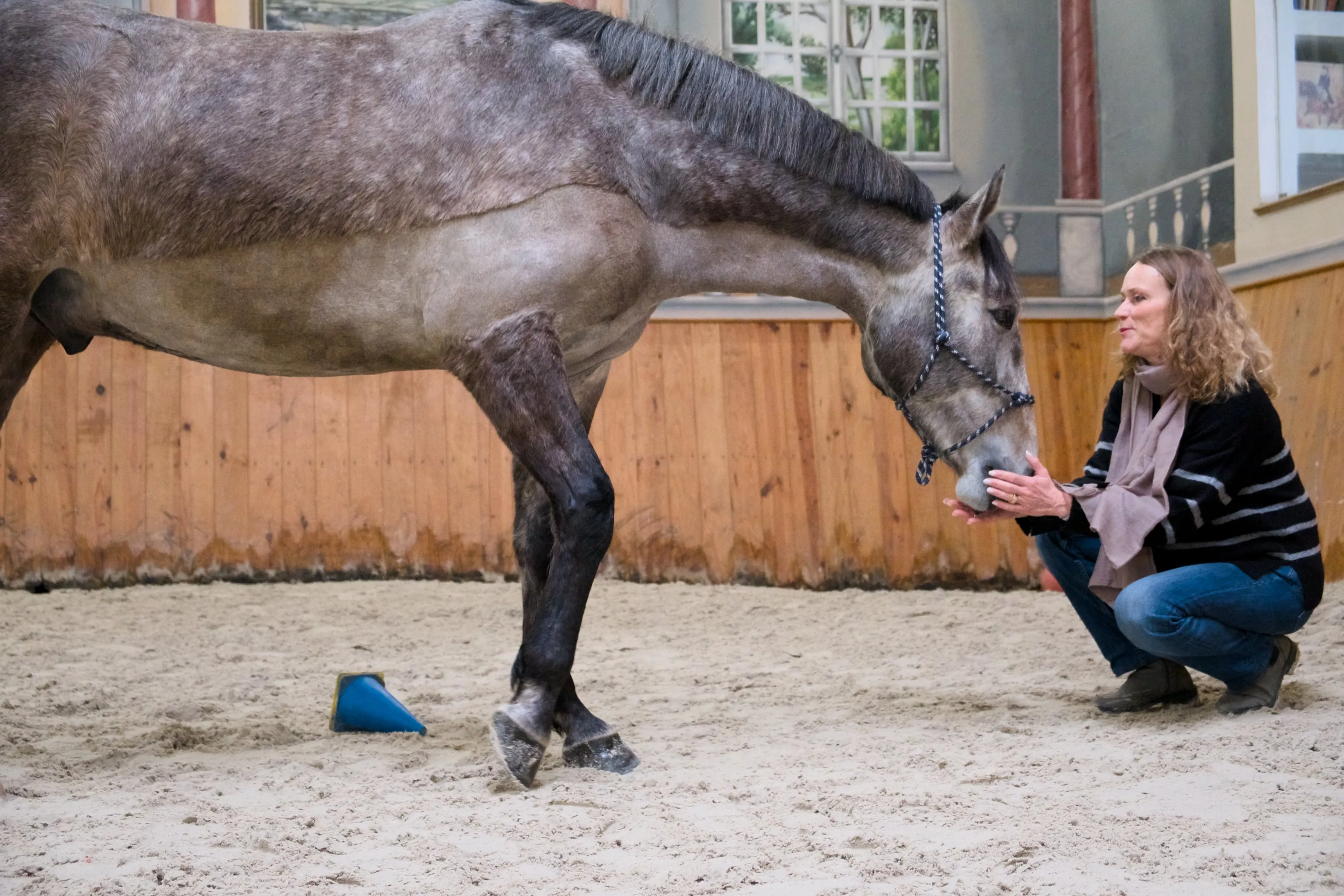Agradecimento, equicoachado e cavalo em contato delicado