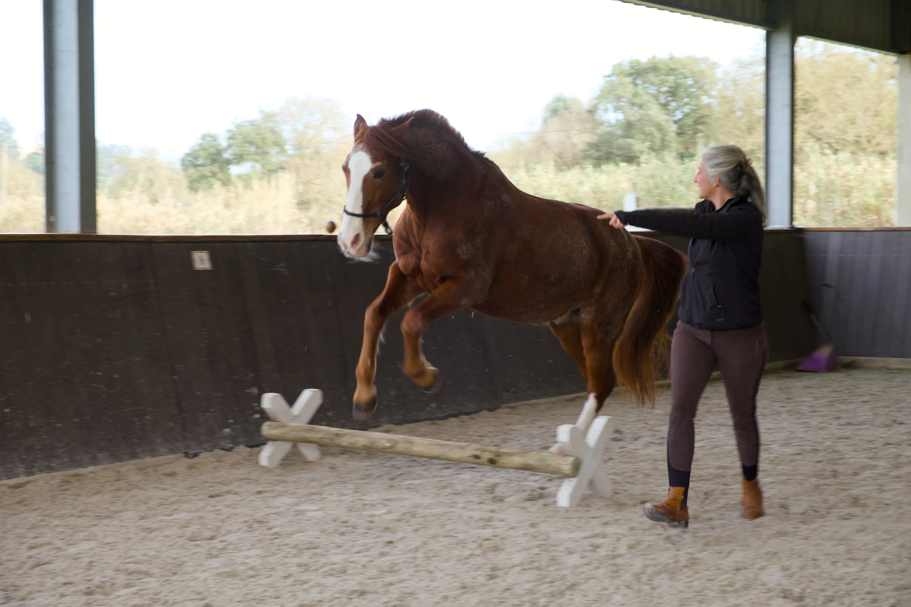 Cavalo a saltar em liberdade, equicoaching