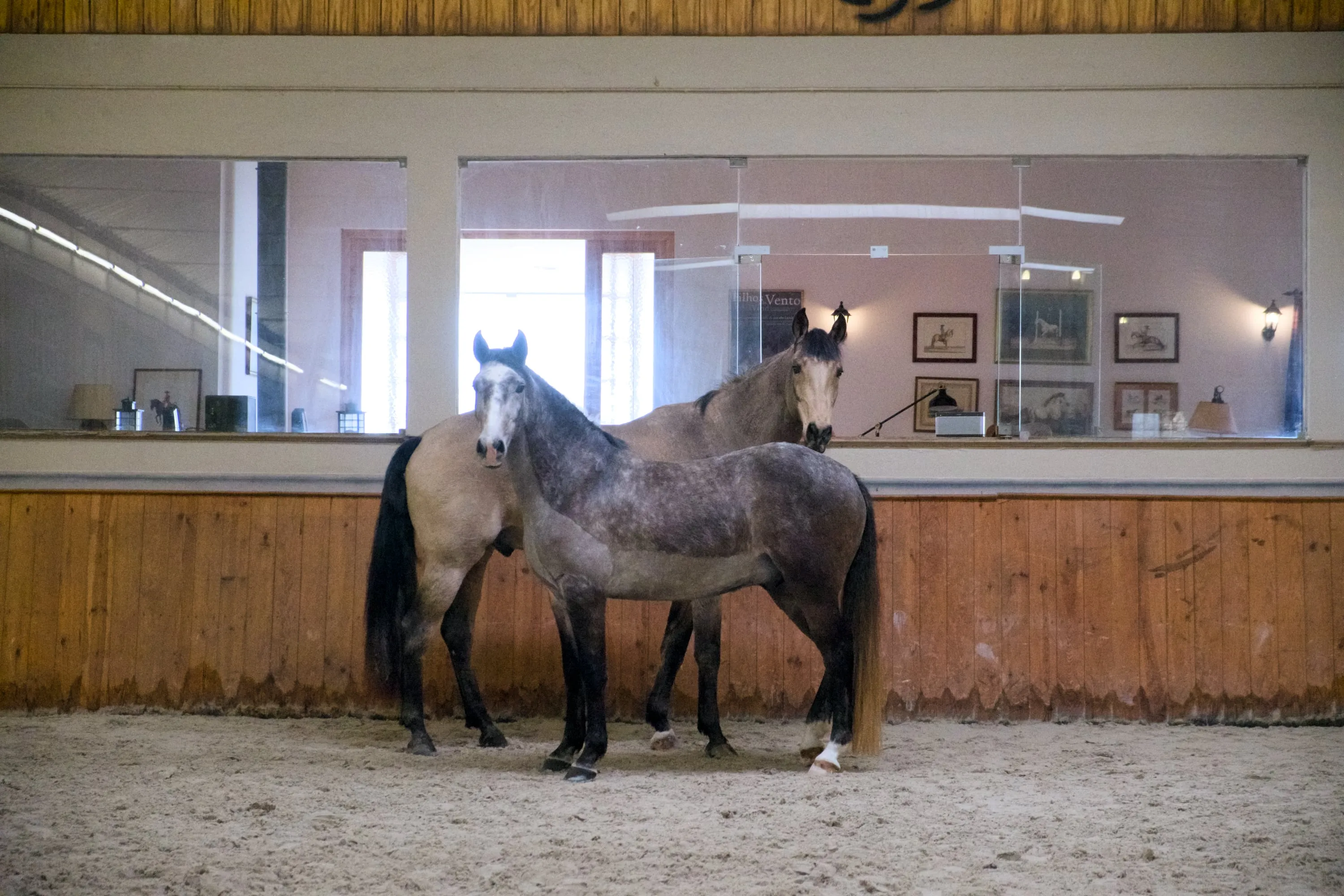 Dois cavalos em liberdade na pista, em repouso, com olhar bifocal