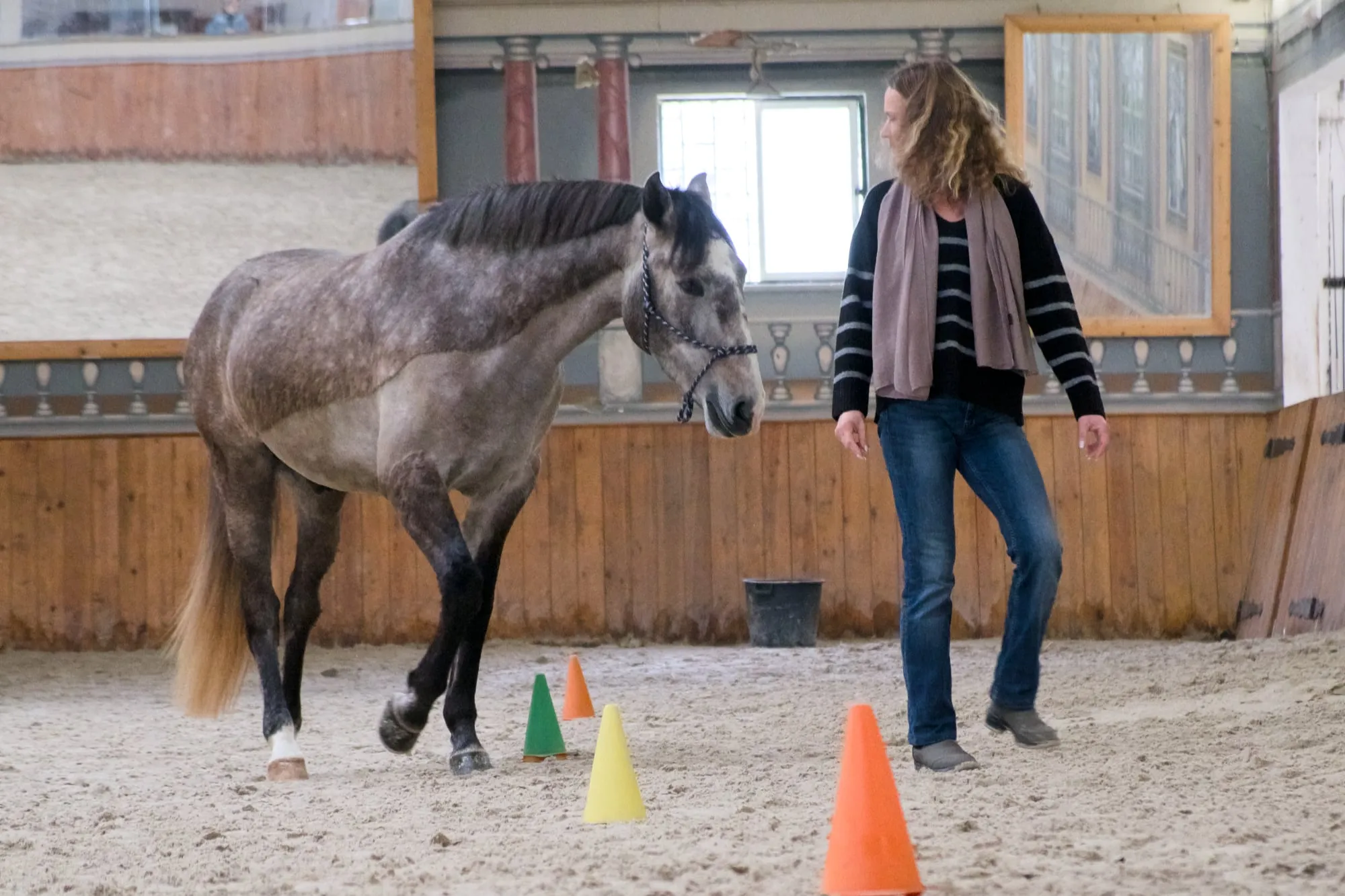 Workshop de slalom em equicoaching, cavalo em liberdade