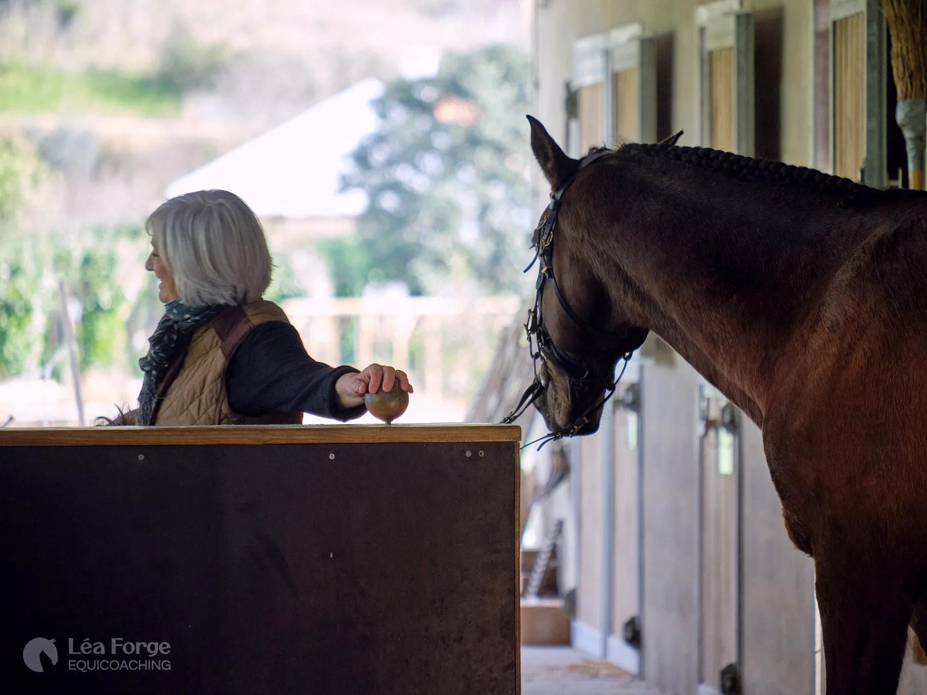 Cavalo de rédeas longas entrando no picadeiro com sua amazona, pronto para a aula