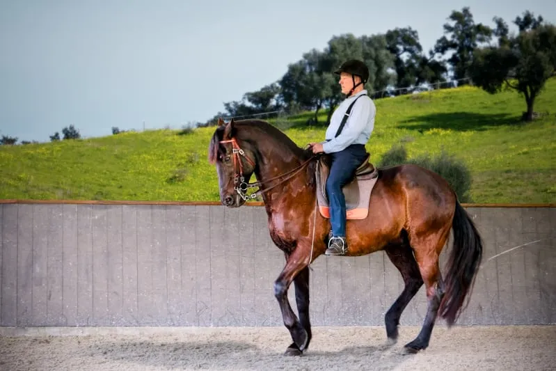 O cavaleiro e o seu cavalo praticam o piaffe