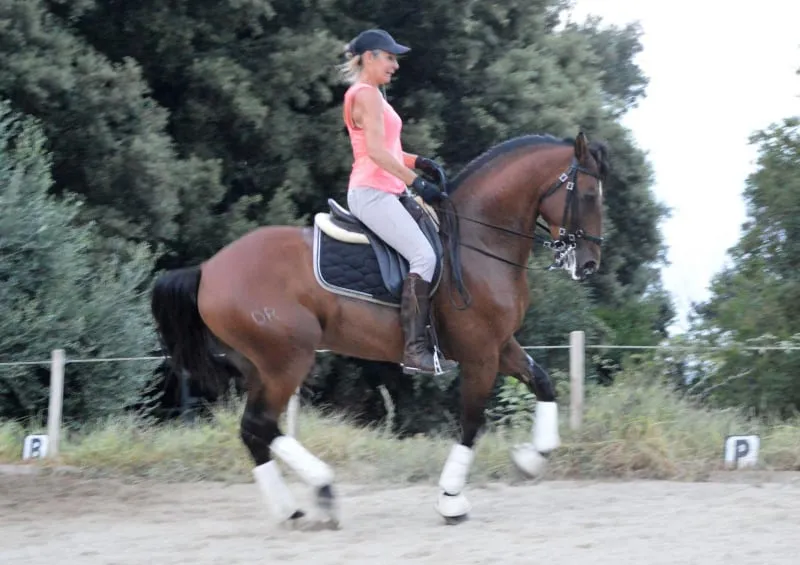 A amazona estuda o piaffe com seu cavalo