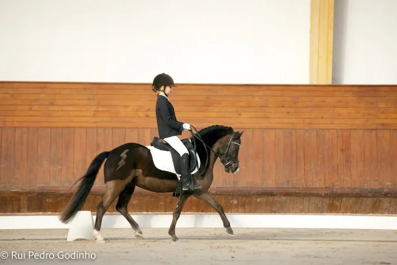 Pônei e sua jovem amazona em competição